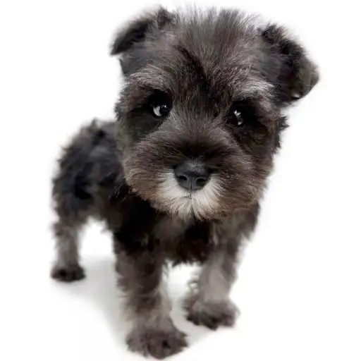 ミニチュア・シュナウザー