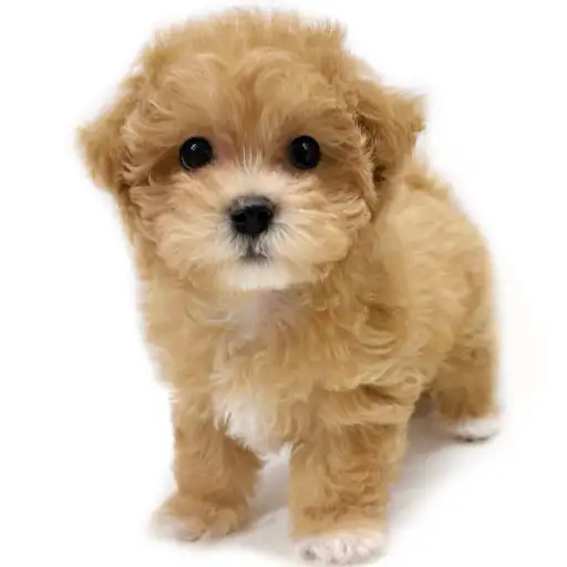 MIX（トイプードル×マルチーズ）