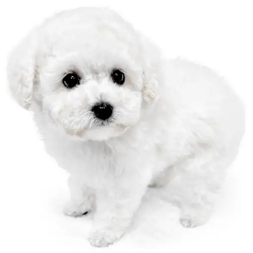 トイ・プードル