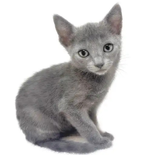 ロシアンブルー