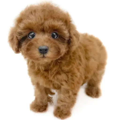 トイ・プードル