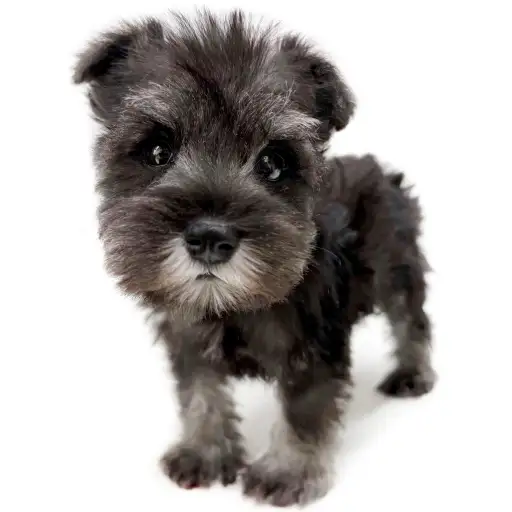 ミニチュア・シュナウザー