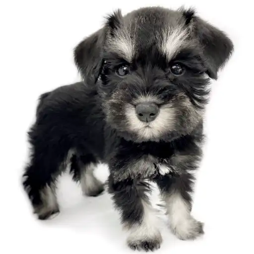 ミニチュア・シュナウザー