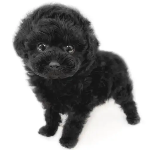 トイ・プードル