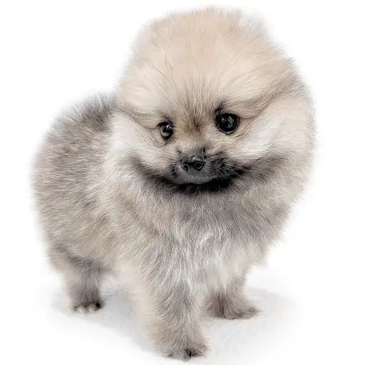 ポメラニアン