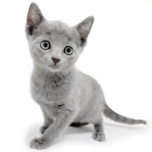 ロシアンブルー