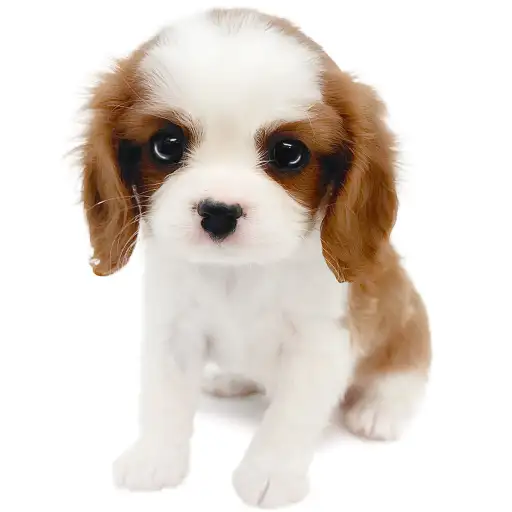 キャバリア・キングチャールズ・スパニエル