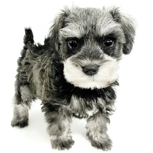 ミニチュア・シュナウザー