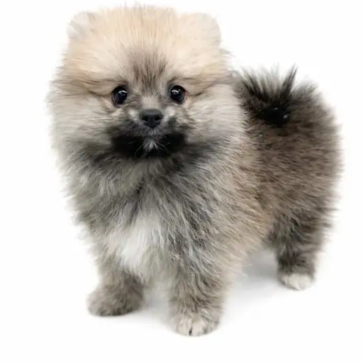 ポメラニアン