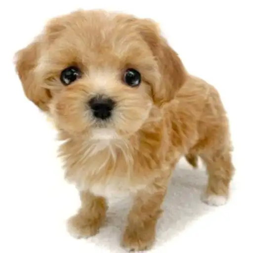 MIX（マルチーズ×トイプードル）