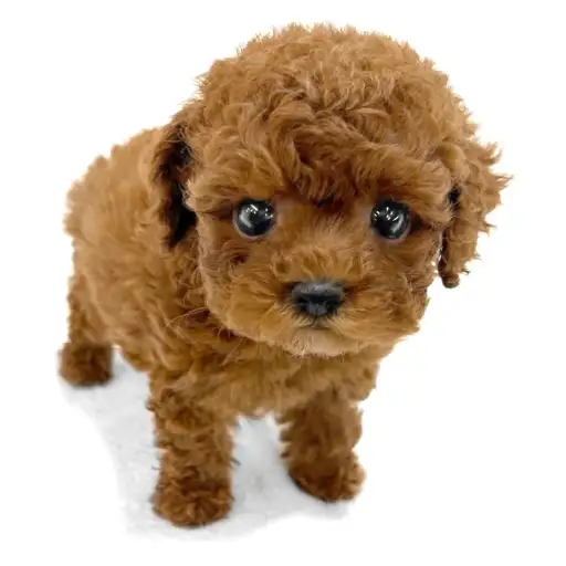 トイ・プードル