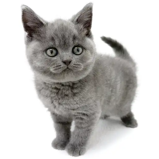 ブリティッシュショートヘア