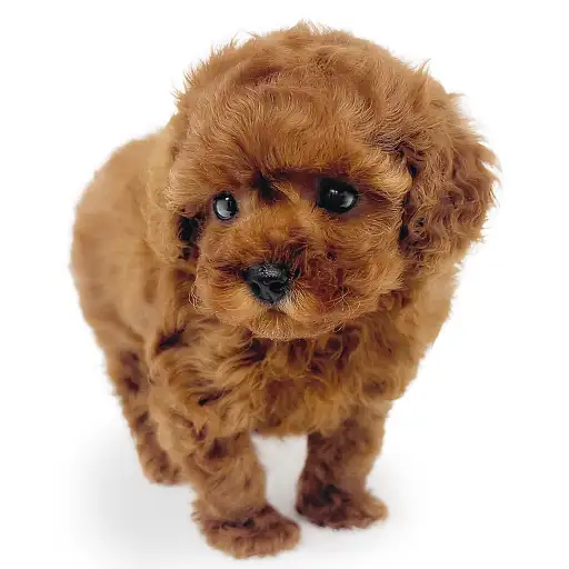 トイ・プードル