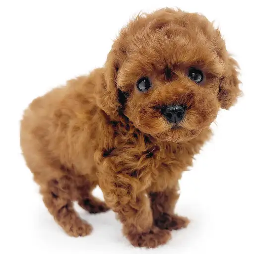 トイ・プードル