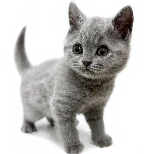 ブリティッシュショートヘア