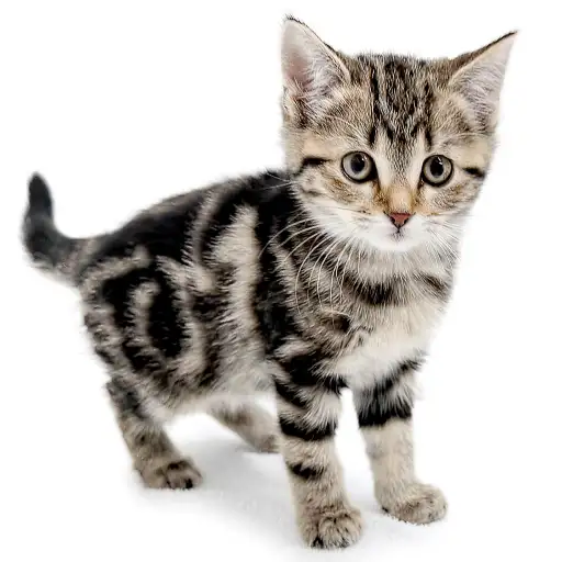 アメリカンショートヘア