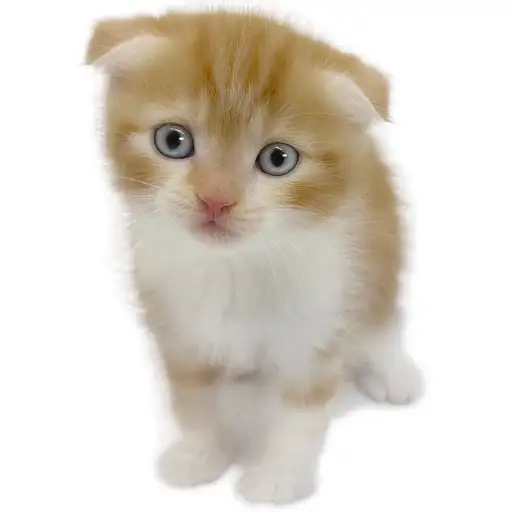 スコティッシュフォールド