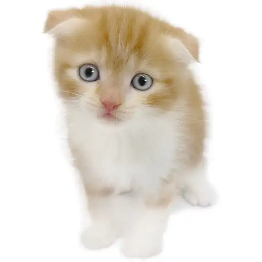 スコティッシュフォールド