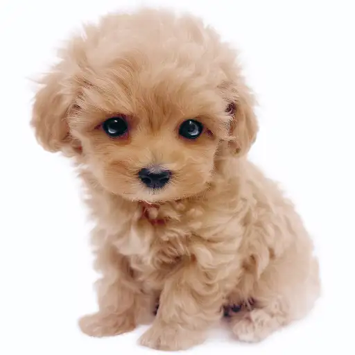 MIX（トイプードル×マルチーズ）