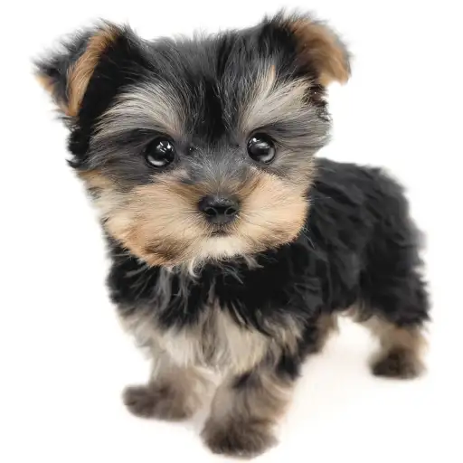 ヨークシャーテリア