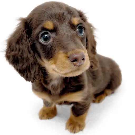 ミニチュア・ダックスフント