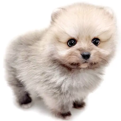 ポメラニアン