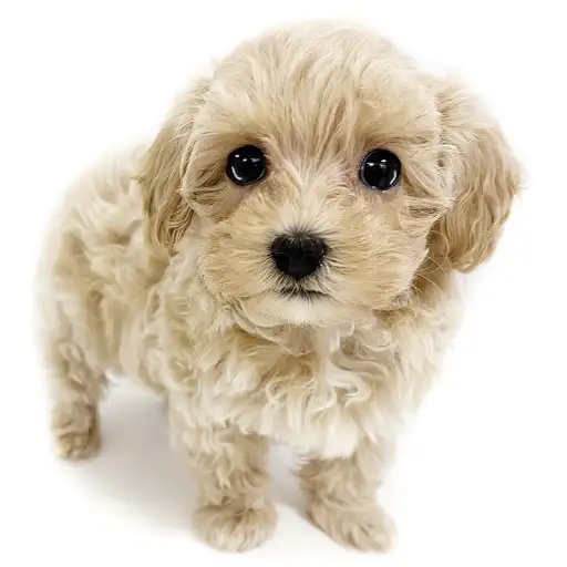 MIX（マルチーズ×トイプードル）