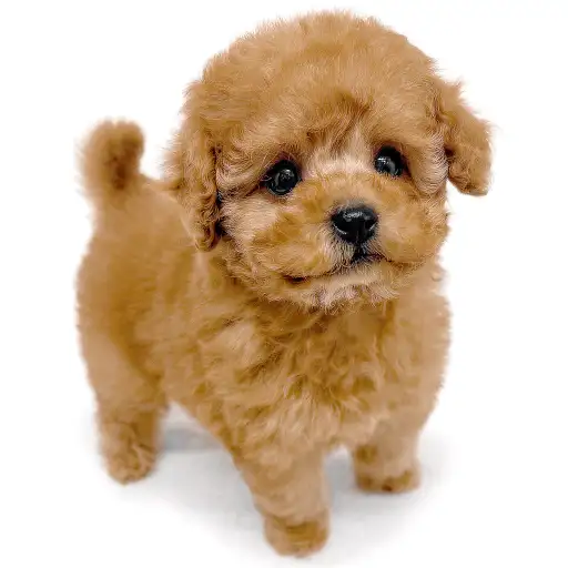 トイ・プードル