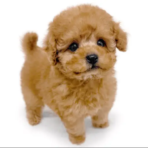 トイ・プードル