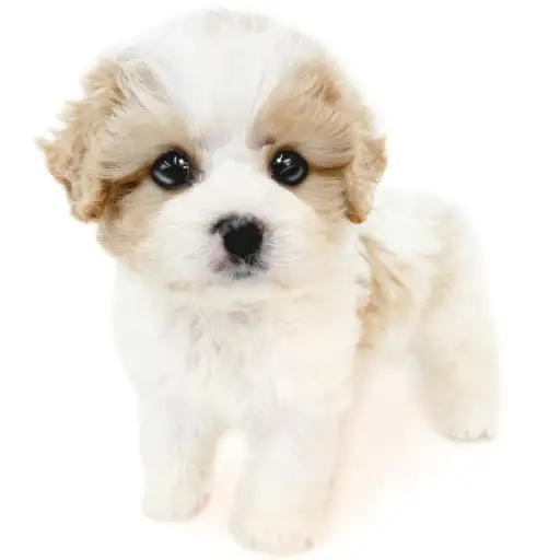 MIX（キャバリアキングチャールズスパニエル×ビションフリーゼ）