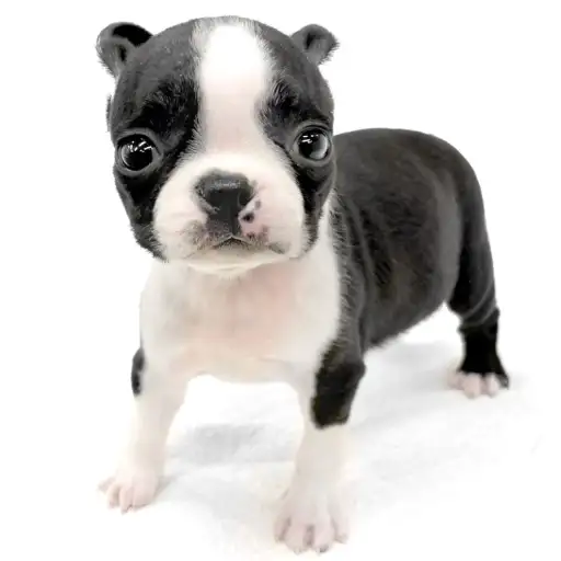 ボストンテリア