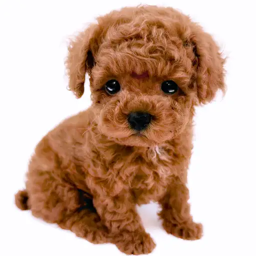 トイ・プードル