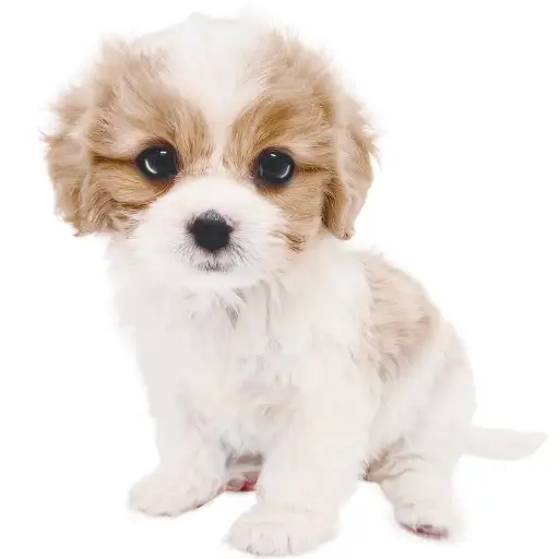 MIX（キャバリアキングチャールズスパニエル×ビションフリーゼ）