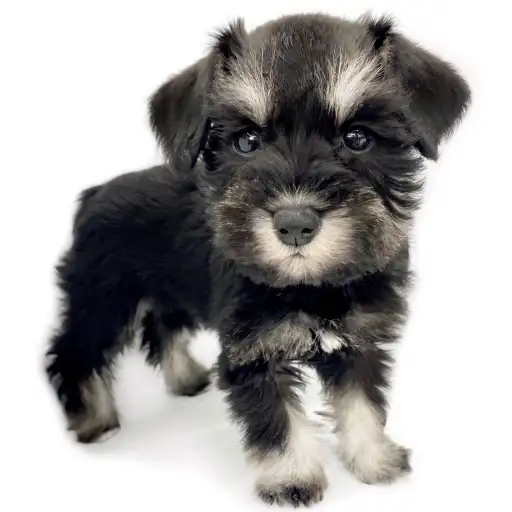 ミニチュア・シュナウザー