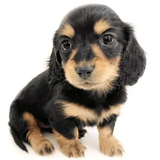 ミニチュア・ダックスフント