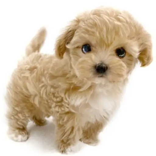 MIX（マルチーズ×トイプードル）