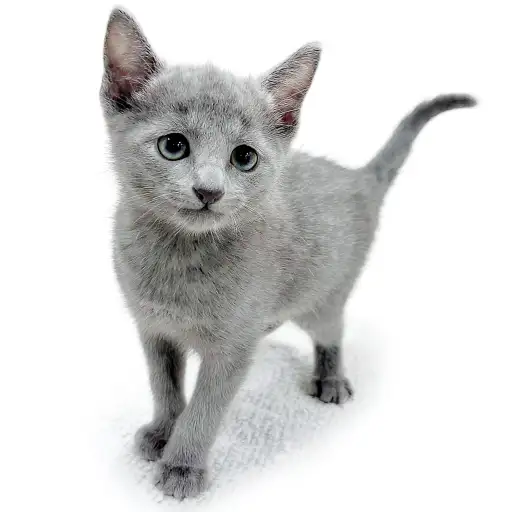 ロシアンブルー