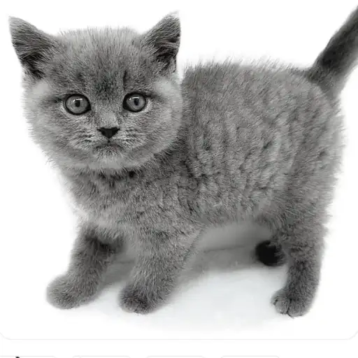 ブリティッシュショートヘア