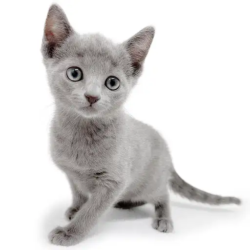 ロシアンブルー