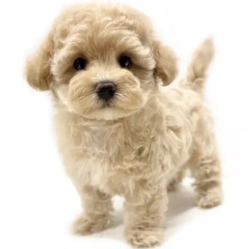 MIX（マルチーズ×トイプードル）