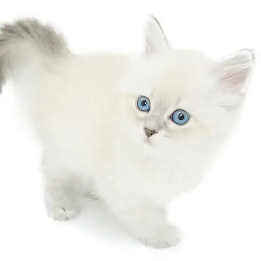 ネヴァマスカレード