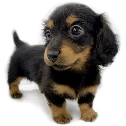 ミニチュア・ダックスフント