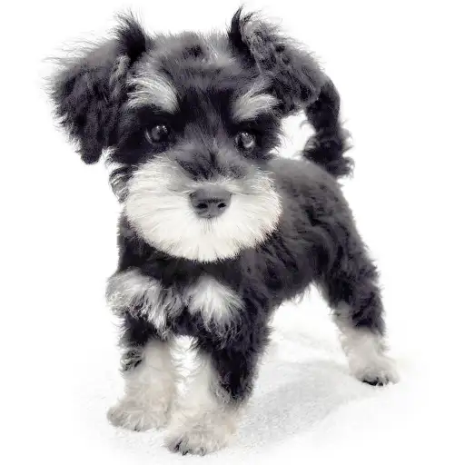 ミニチュア・シュナウザー