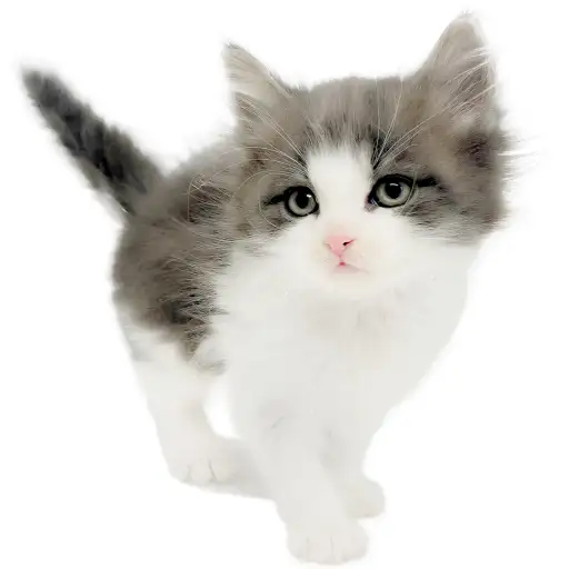 ノルウェージャンフォレストキャット