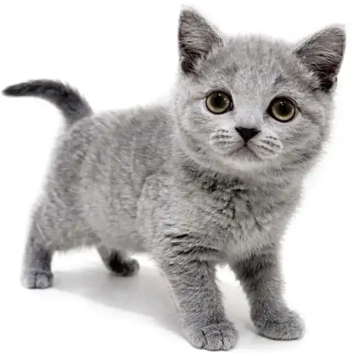 ブリティッシュショートヘア