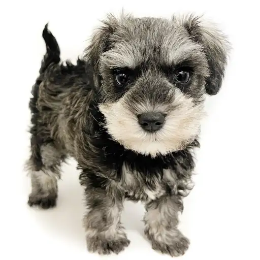 ミニチュア・シュナウザー