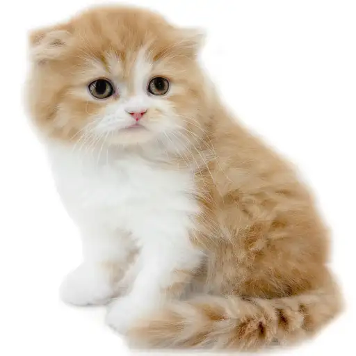 フォールデックス