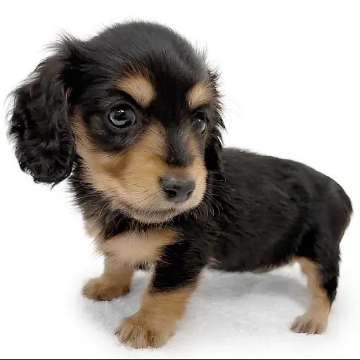 ミニチュア・ダックスフント