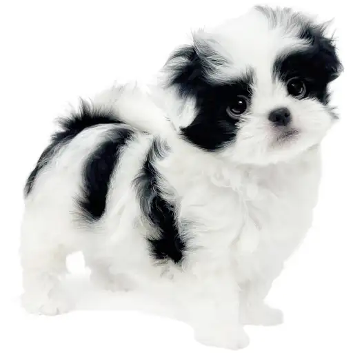 MIX（トイプードル×狆）