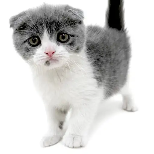 スコティッシュフォールド